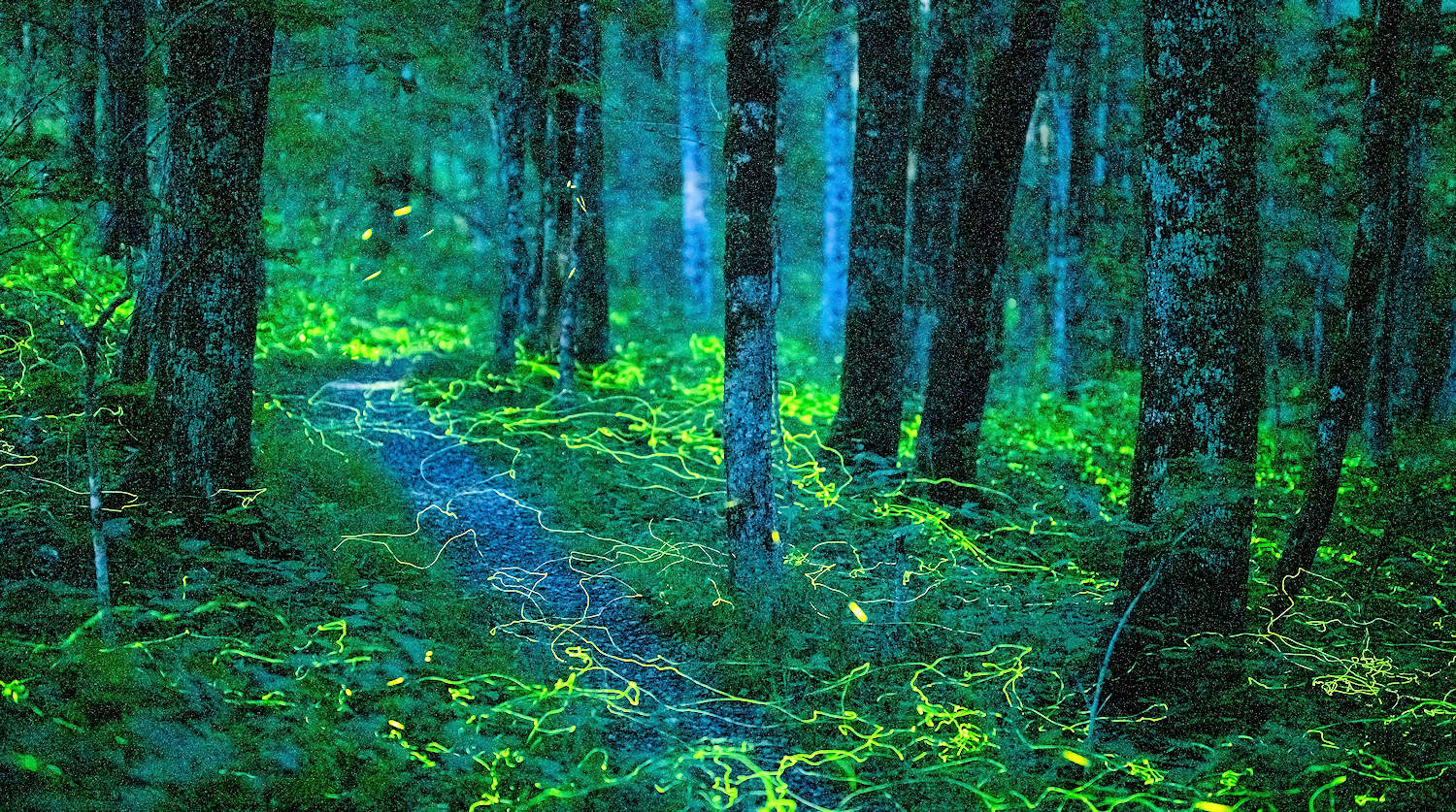 Blue Ghost Fireflies by Radim Schreiber